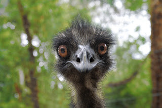Emu looking at camera