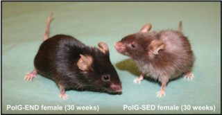 Mice Study Examples