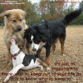 IlifeMG 4534 290x290 Woofisms: Woofs of Wisdom© funny dog blog