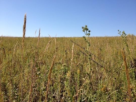 PrairieGrass