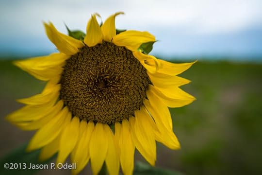 Sunflower by Jason Odell