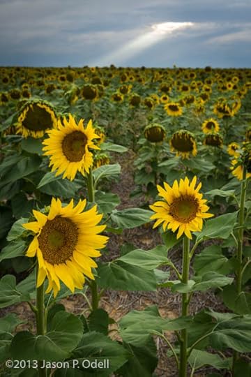 Sunflowers by Jason Odell