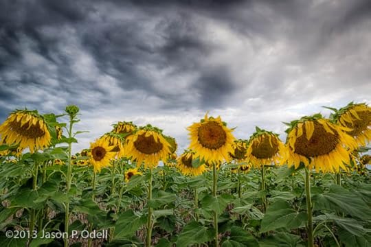 Sunflowers and clouds by Jason Odell