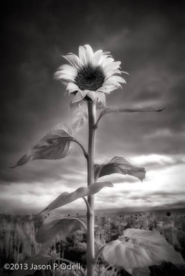 Sunflower, infra red by Jason Odell