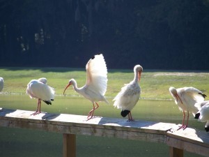 Snowy Egrets resized