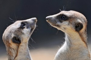 How Do Others See You