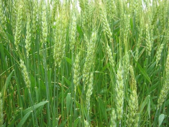 wheat in field 2 (2)