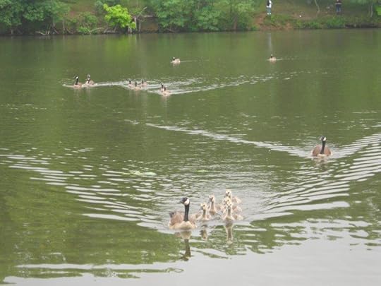 ducks at red hill 2 (2)