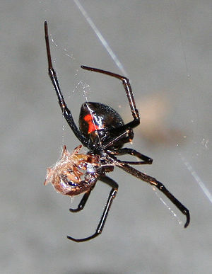 Black Widow Spider Eating Something