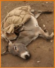 Donkey