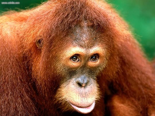 Orangutang