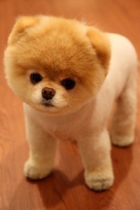 Not Cute Boo