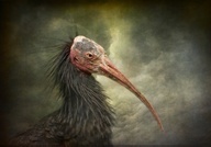 92534967313838610 cLaVrklO b