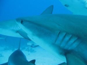 shark-dive-2012-1