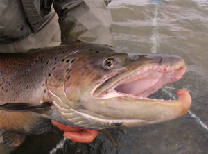 Can you even imagine?