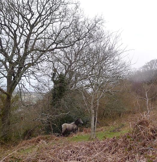 Dartmoor ponies 6