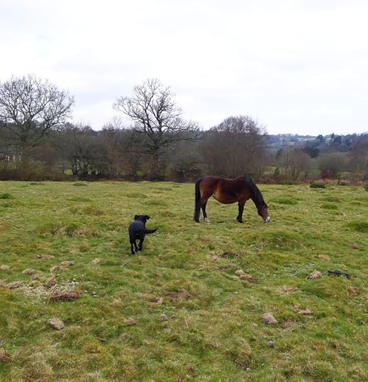 Dartmoor ponies 5