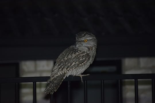 Tawny Frogmouth on fence
