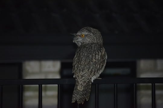 Tawny Frogmouth on fence