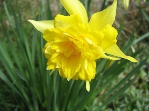 daffodil