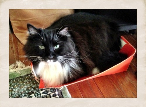 A cat. A box. Match made in heaven.