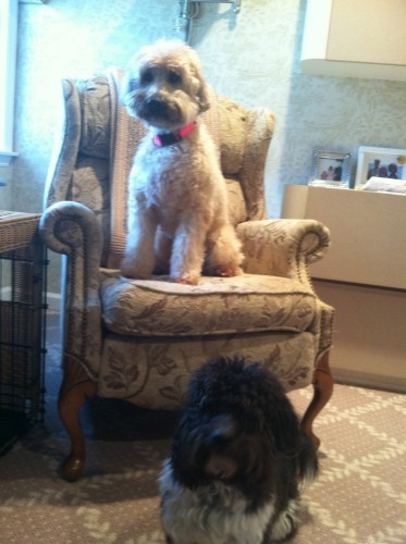 Bailey in my chair, Brady looking for his place