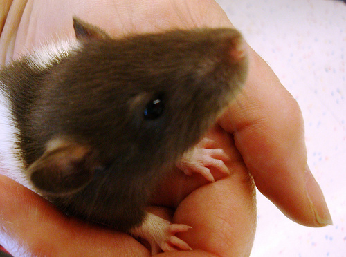 5 week old rat