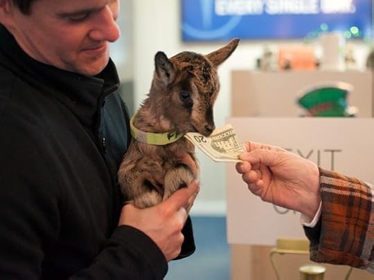 Faintly Wee Little Goat Baby
