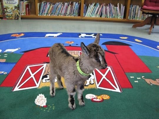 Faintly Wee Little Goat Baby
