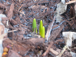 stubborn as tulips