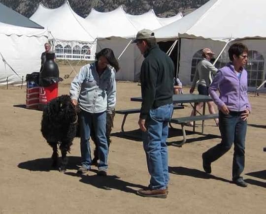 Lincoln-ram-colored_0376