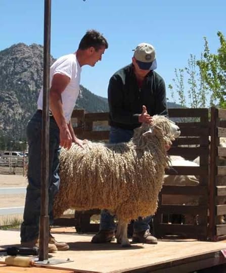 Lincoln-shearing_0387