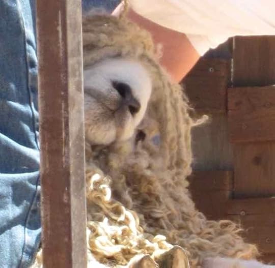 Lincoln-shearing_0392