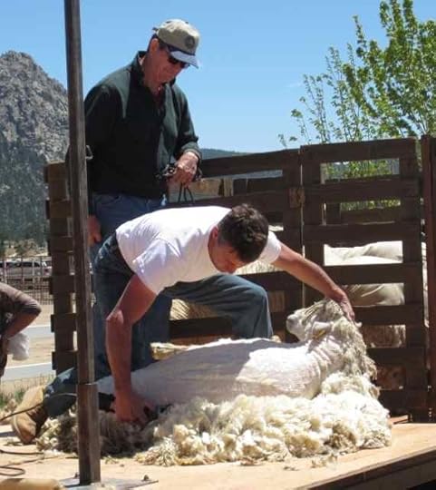 Lincoln-shearing_0400