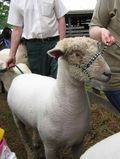 Southdown-MD_0149