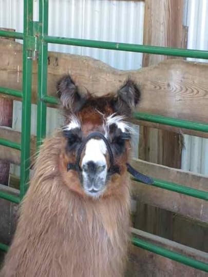 Llama_0282