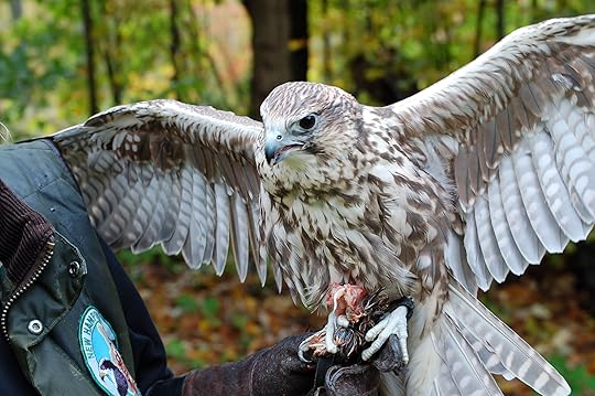 Scout, a harrier, gets his reward from Master Falconer Nancy Cowan