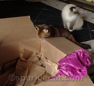 I LOVE crinkly packing paper!
