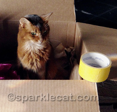 My human is a master of bad planning