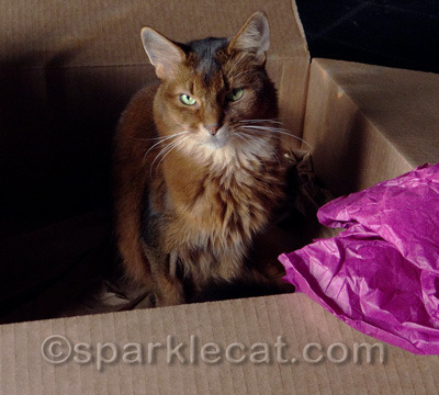 I hope my human hurries up and gets started on my box playground!