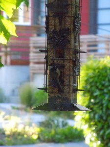 Front feeder 