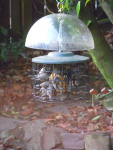 Back feeder