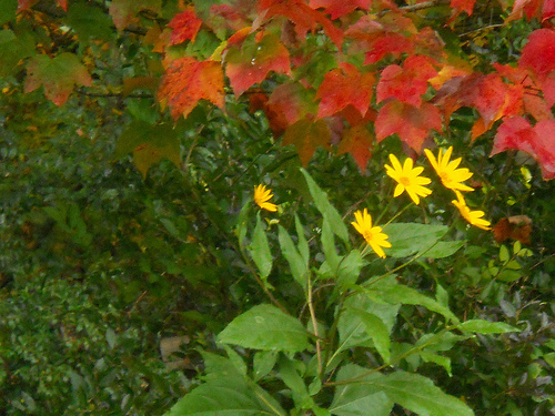flowers and leaves
