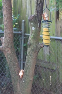 Squirrel Fibre