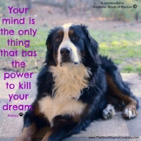yourmind DSC0229 290x290 Woofisms: Woofs of Wisdom© funny dog blog