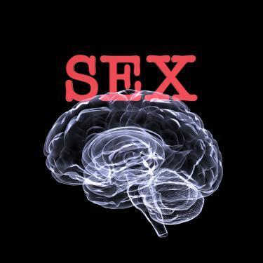 biggest sex organ