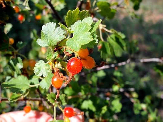Gooseberry, photo by Daniel Odell