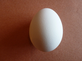 Egg.