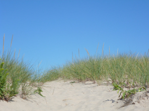 Path Through Dunes