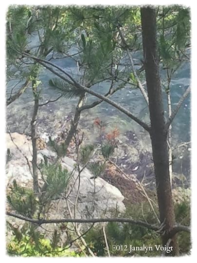 Clear Water Through Pines, San Juan Islands